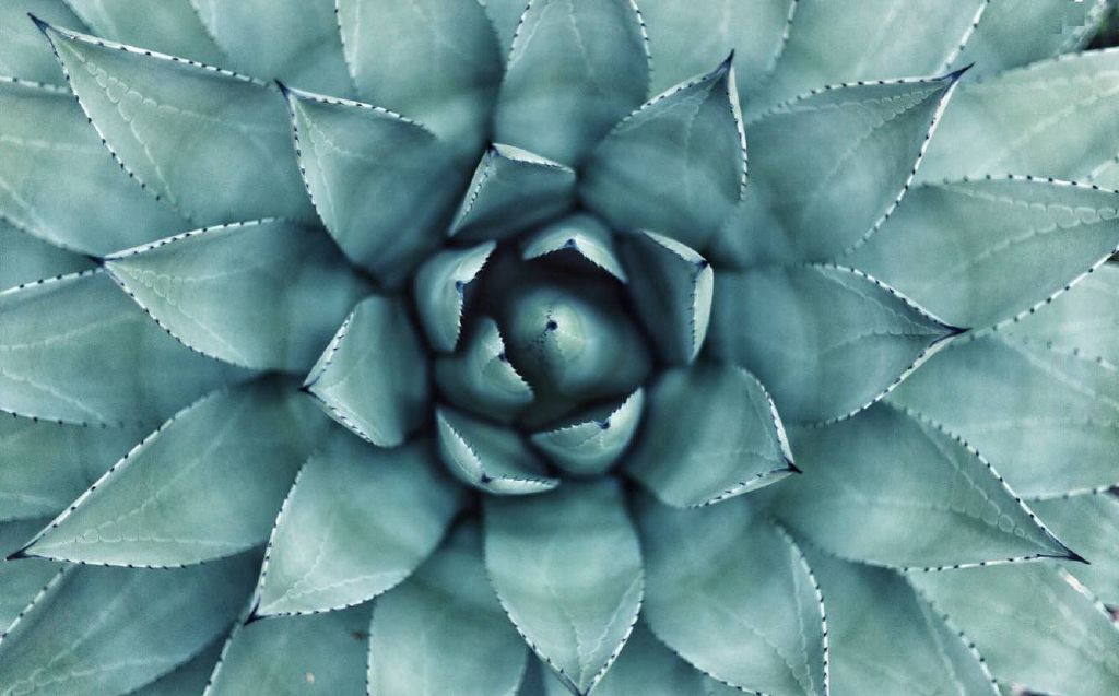 Feed Image