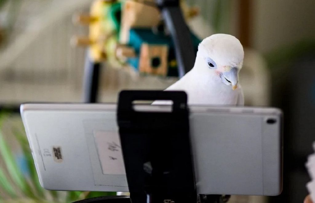 Feed Image