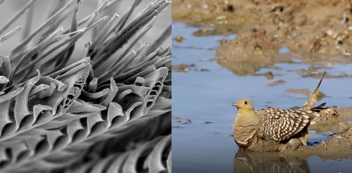 Feed Image