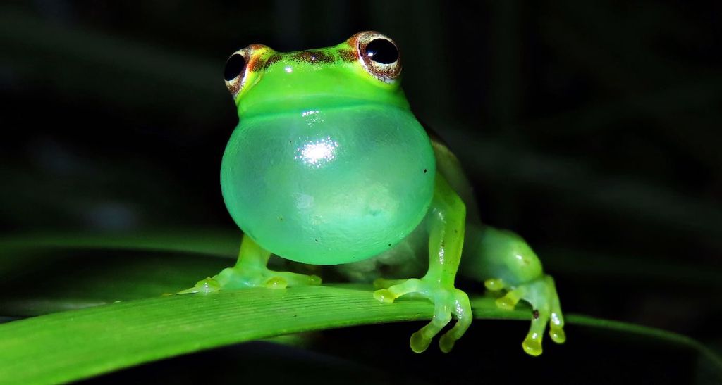 Feed Image