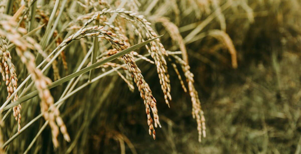 Feed Image