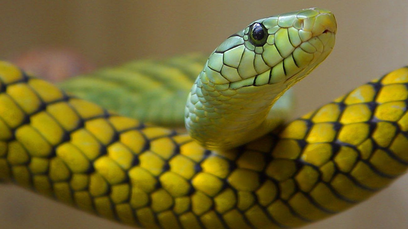 Feed Image
