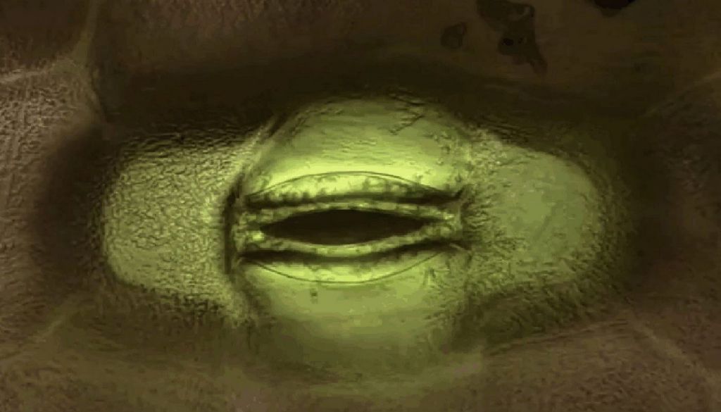 Feed Image