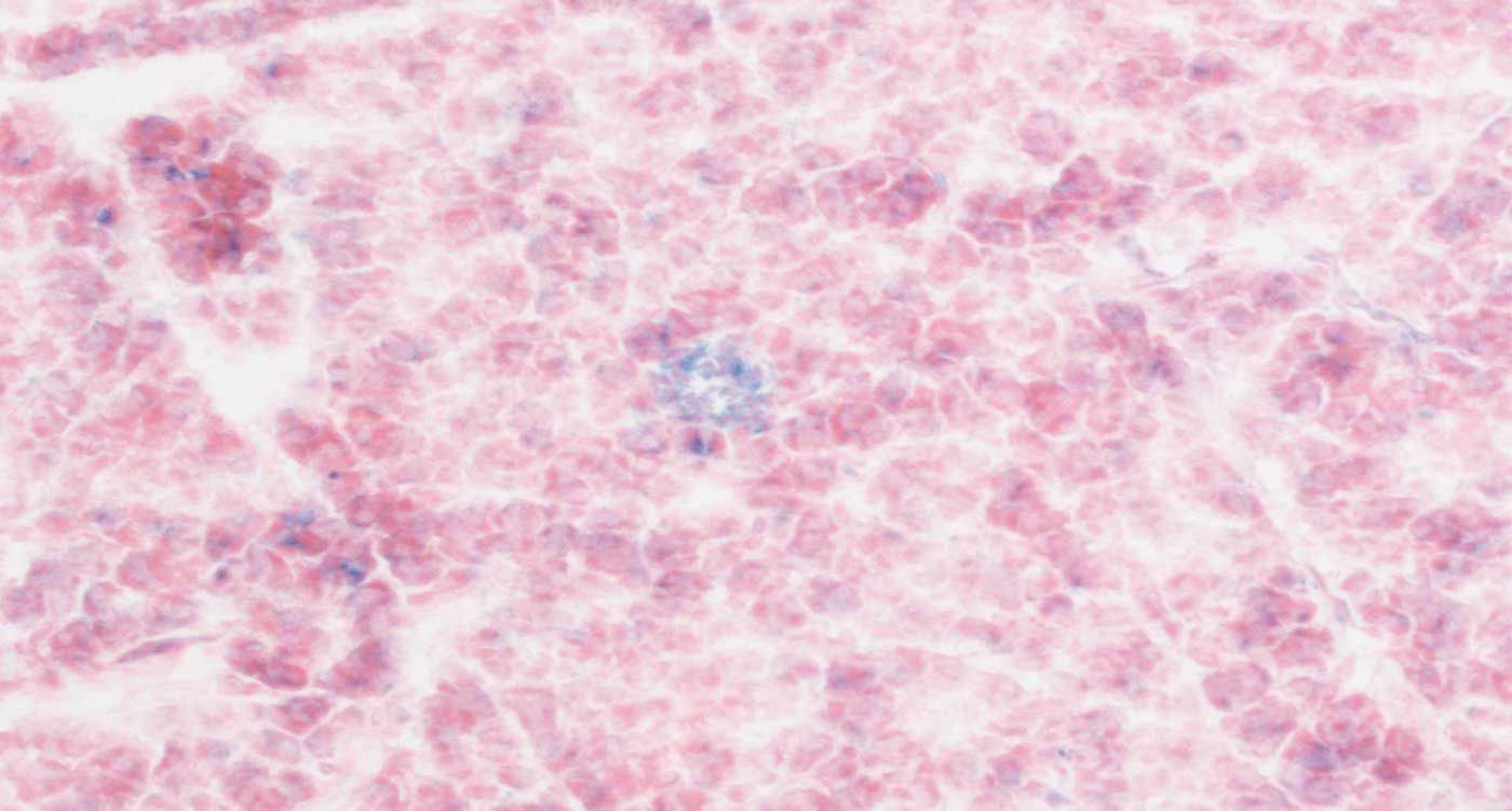 Feed Image