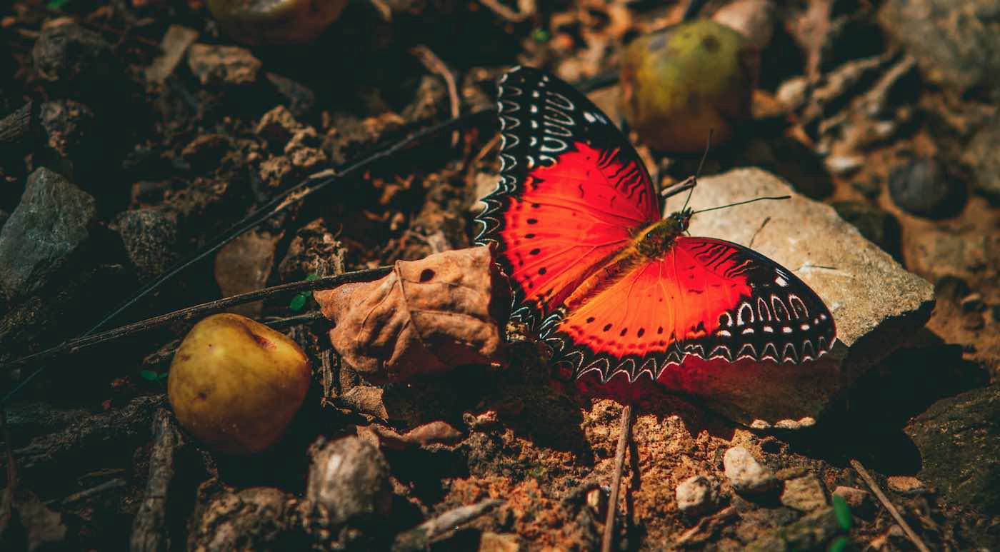 Feed Image