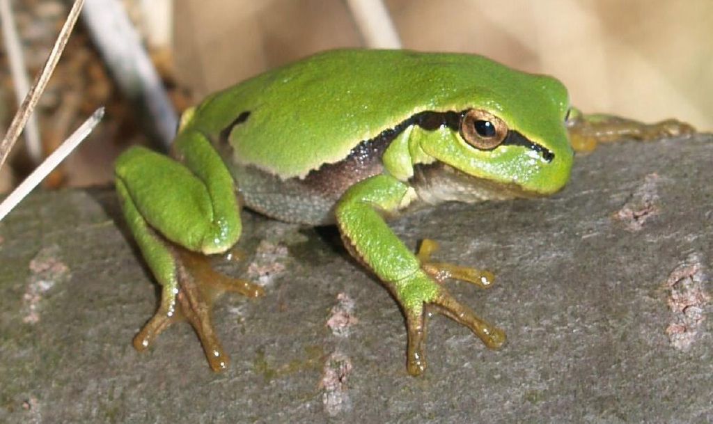 Feed Image