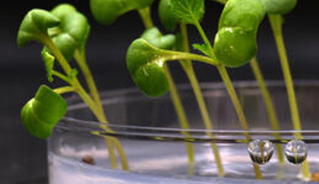 Feed Image