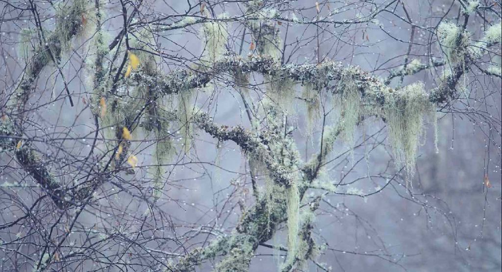 Feed Image