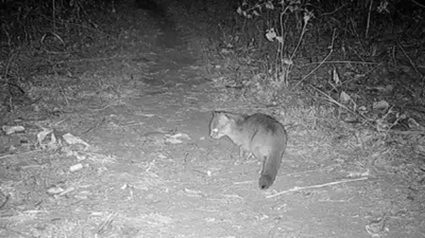Feed Image