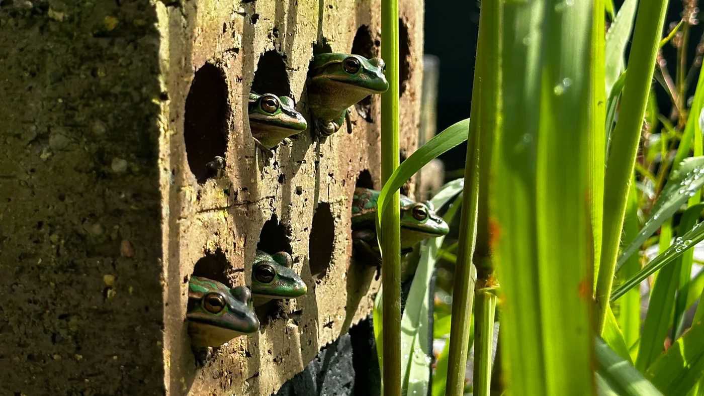 Feed Image