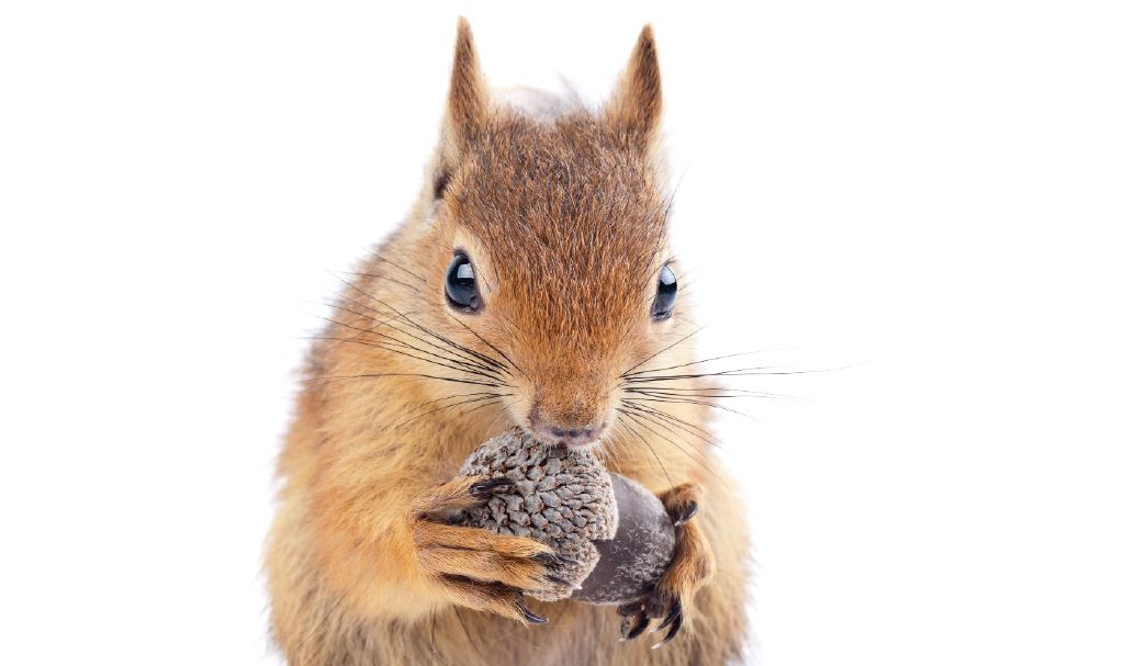 Feed Image