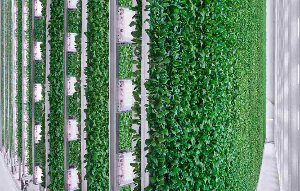 Feed Image