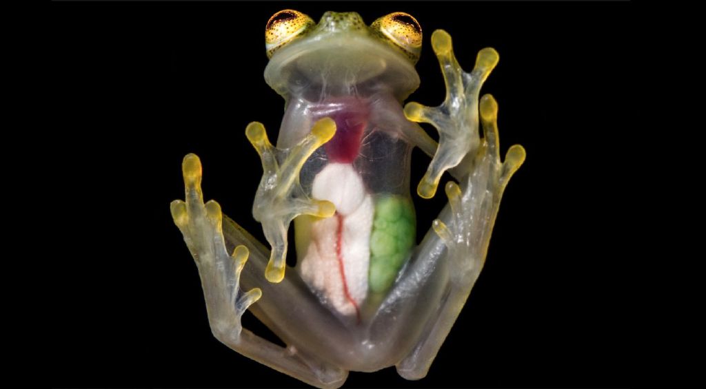 Feed Image