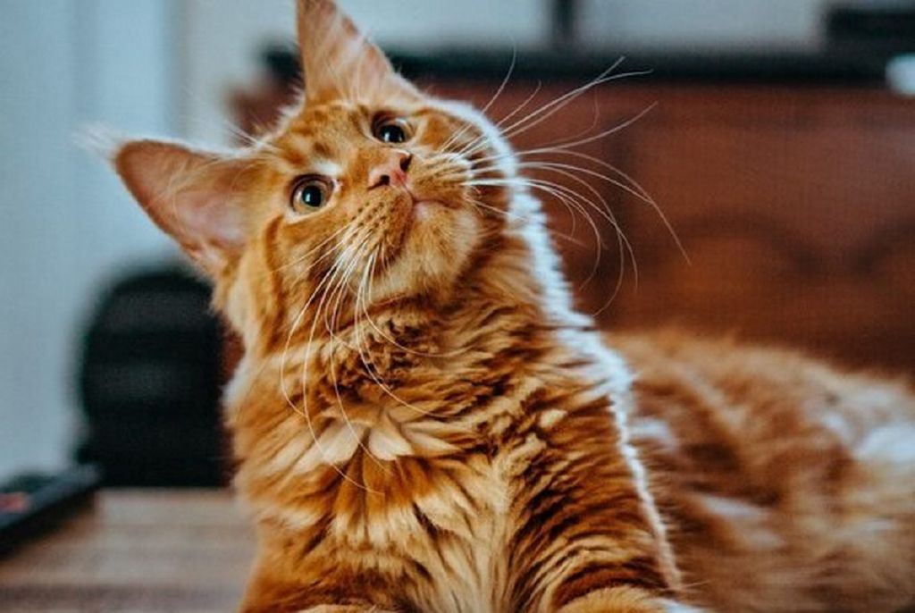 Feed Image