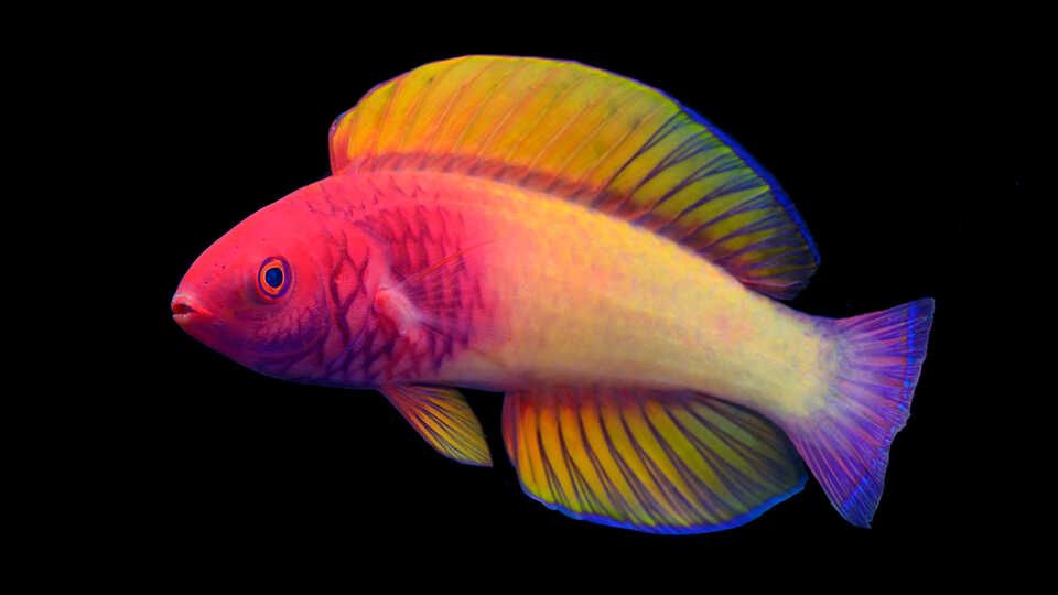 Feed Image