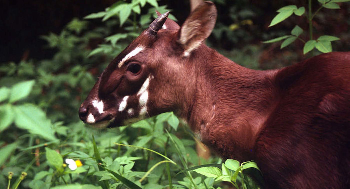 Feed Image